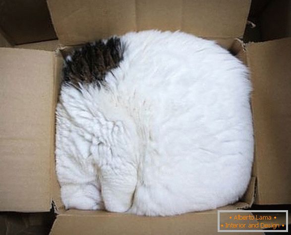 Mačka v kartónovej krabici