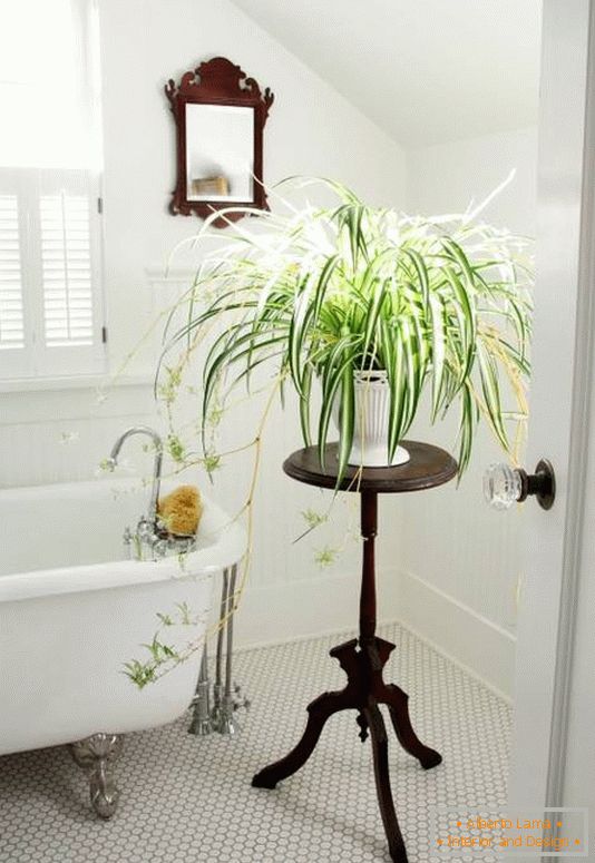 Kúpeľňové dekorácie s vnútornými rastlinami