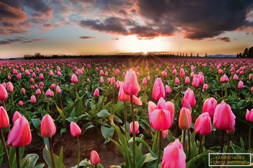 Jarné kvetinové polia v Holandsku
