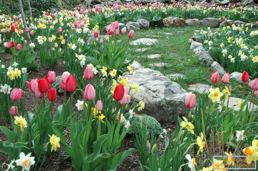 Narcisy a tulipány