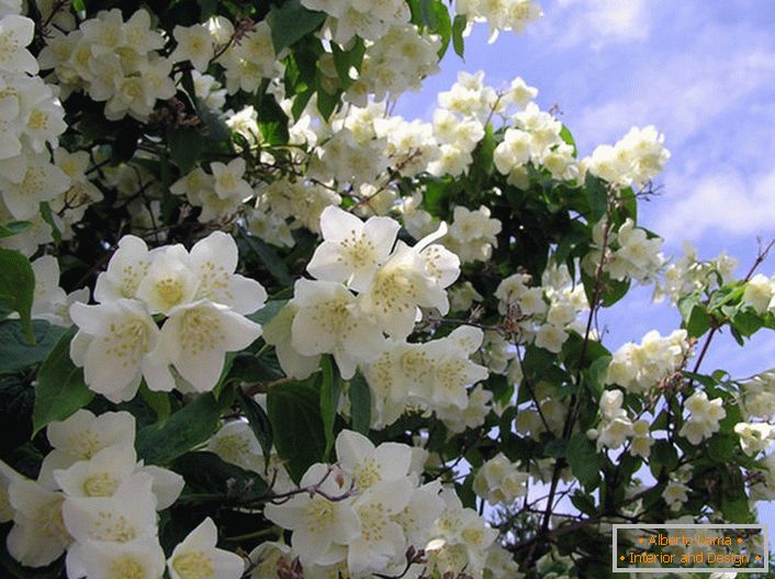Jasmín je krík z olivovej rodiny s bielymi hviezdicovitými kvetmi. Rodina jazmínu sa považuje za Arabskú a Východnú Indiu.