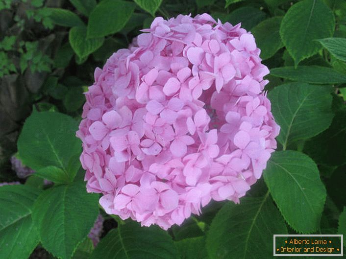 Veľká listová hortenzia je jemne ružová.