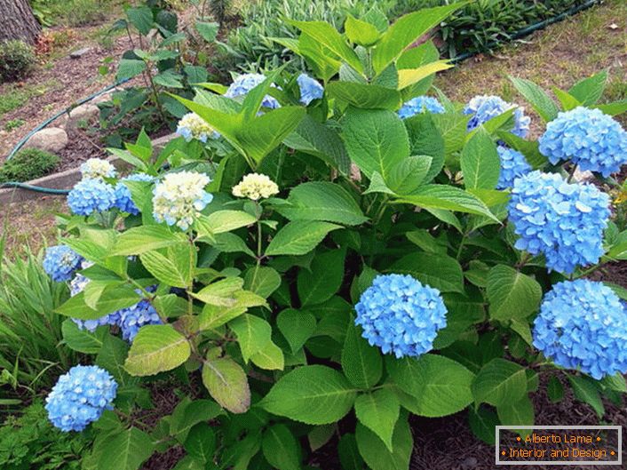 Hydrangea veľkoplodá Bloom Star s modrými kvetmi.