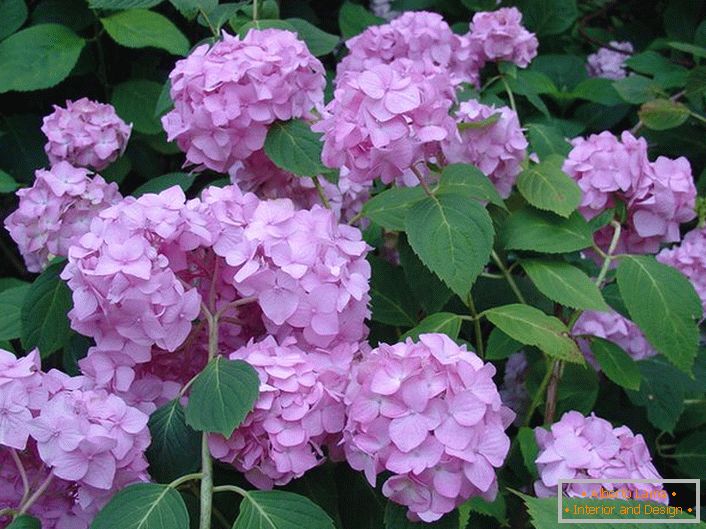 Svetlé purpurové kvety hortenzie sú veľkoplodé zdobenie každej záhrade.