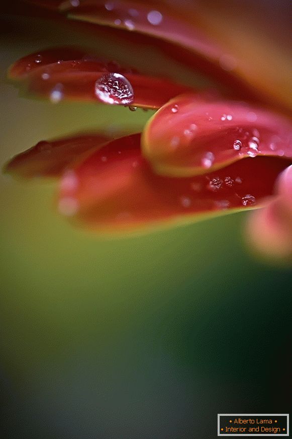 Makro fotografiu kvetu s rosou