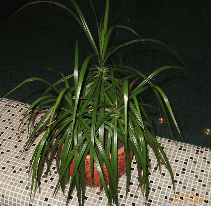 Dracaena sa zarazila