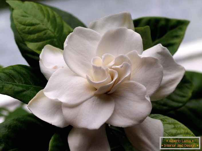 Velvety kvety gardenia jasmínu majú bohatú a ľahkú vôňu. Na populárnom letovisku ostrov Bali sa táto rastlina často nachádza pozdĺž pobrežia a na svahoch hôr.