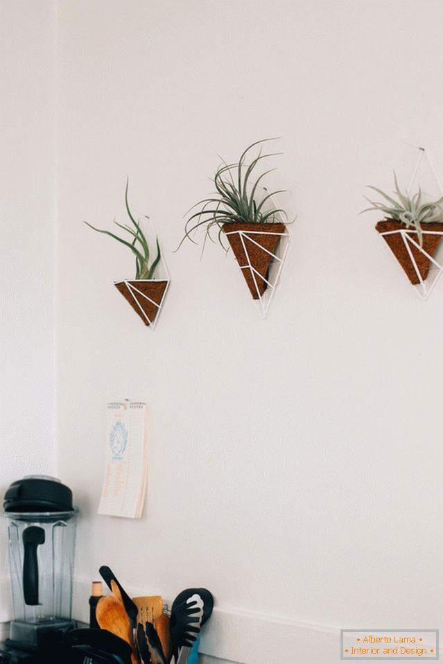Rastliny na stene