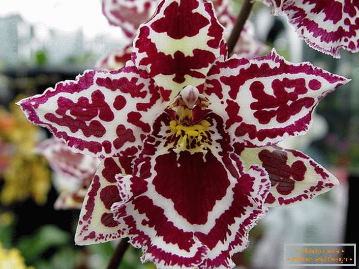 Okrasná orchidea