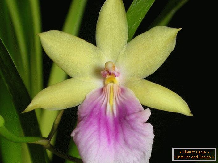Orchidea detailné