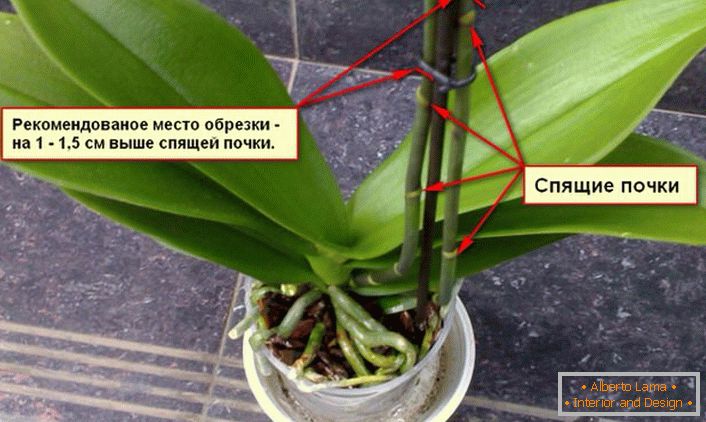 Odporúčania pre orezávanie orchideíového kríža.