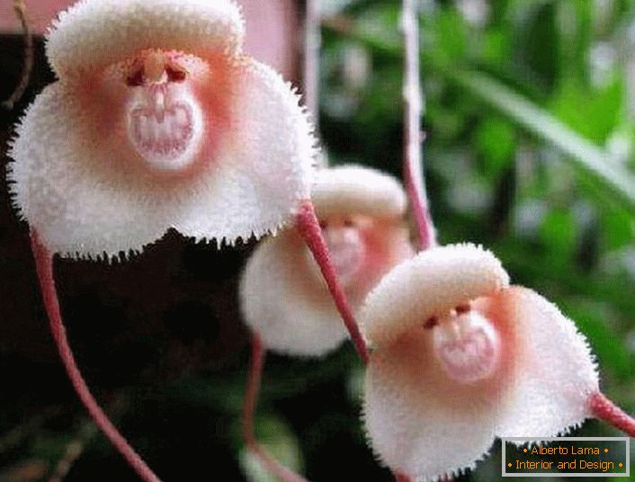 Orchidea z pobrežia Amazonky