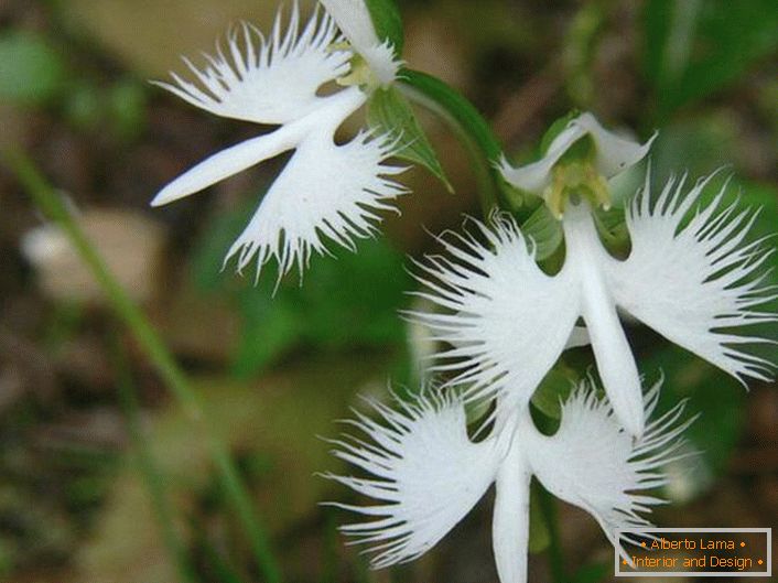 Prekvapivo neobvyklá kvetina pripomínajúca biely bocian. Orchidea je japonská.