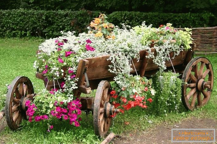 Ako nástroj na vytvorenie kvetinového záhonu bol použitý starý, obnovený vozík. Zaujímavé riešenie pre výzdobu dvora domu. 