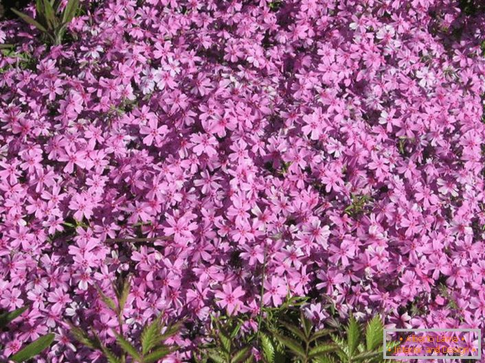 Shilovidny phlox