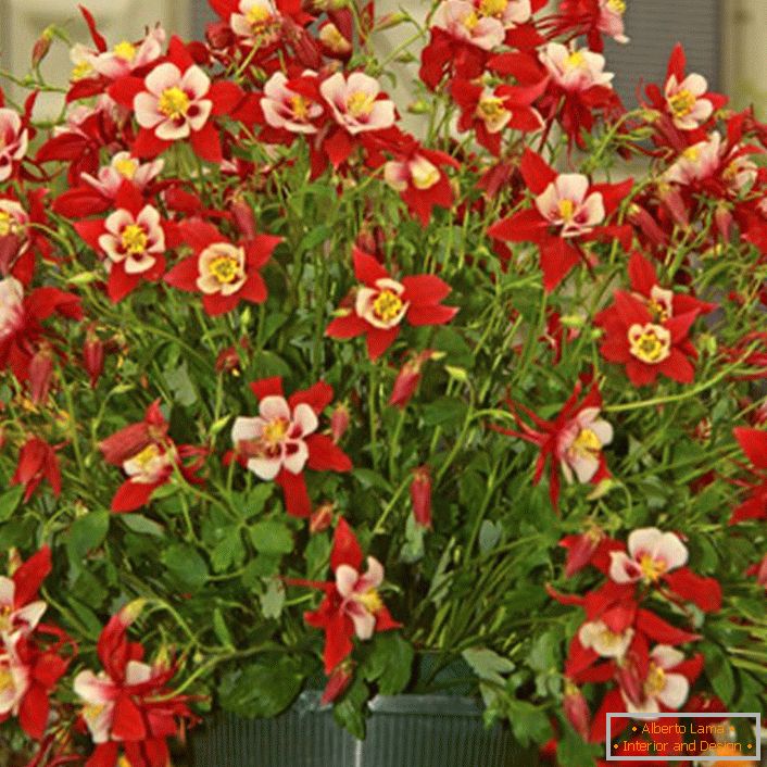 červené kvety aquilegia