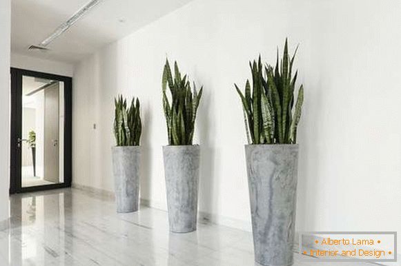 rastliny v interiéri, foto 57