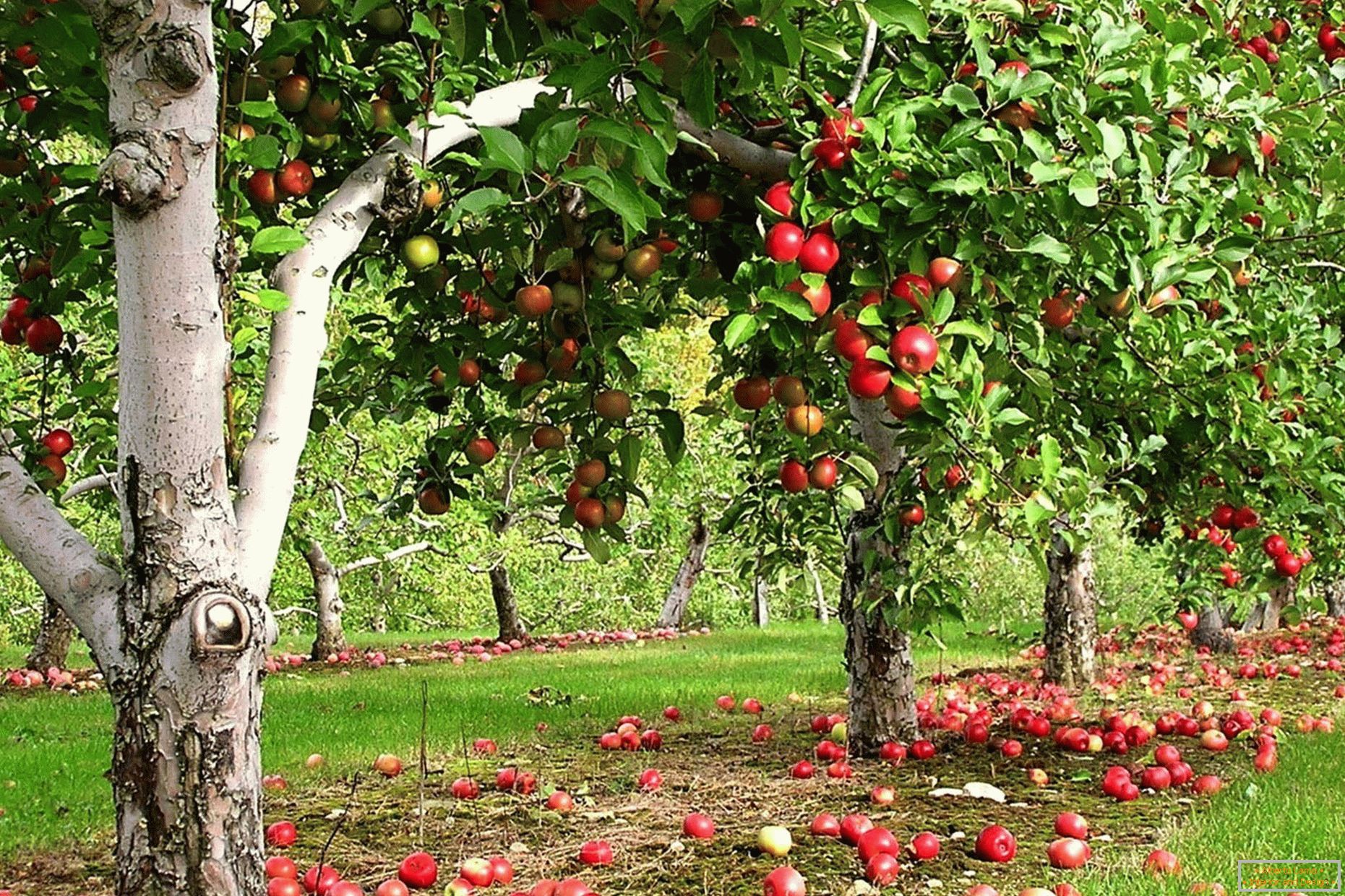 Apple záhrada