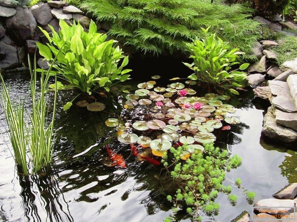 Vodné rastliny v rybníku