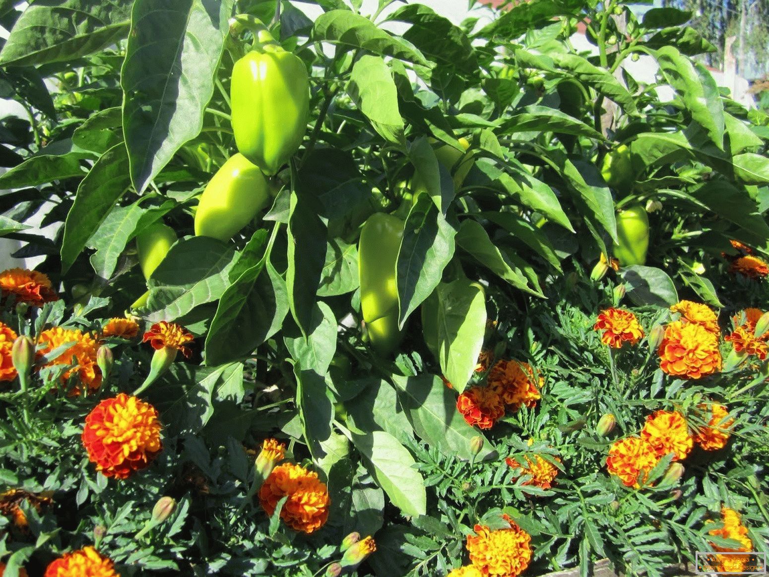 Marigolds chráni rastliny pred škodcami