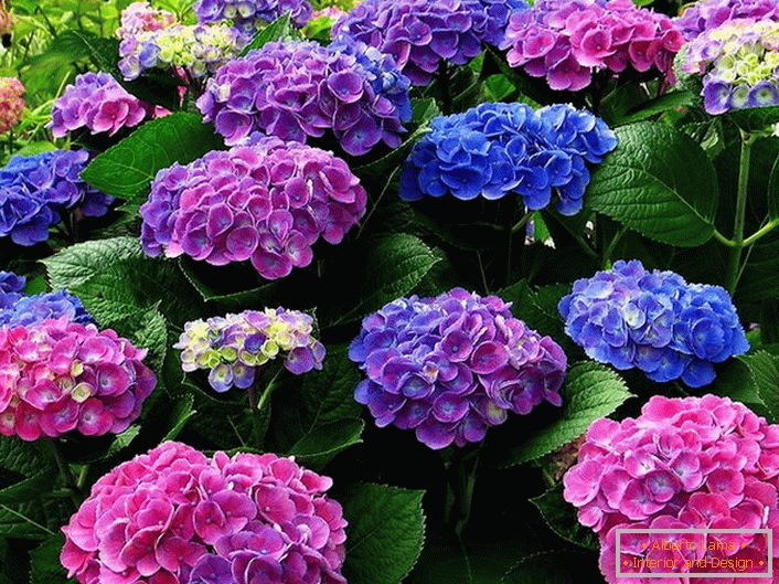 Viacfarebná kvetenstvo hortenzie. Modré, ružové, fialové kvety sa navzájom harmonicky vzájomne prelínajú.