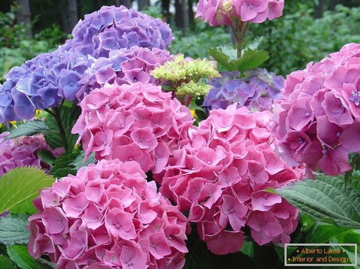 Svetlé ružové a svetlo fialové kvetenstvo sú obľúbené medzi modernými záhradkármi.