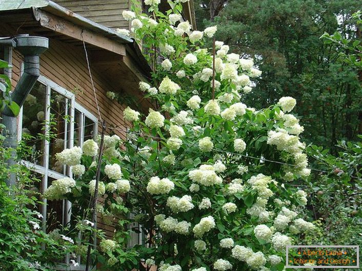Vysoký bush hortenzie ďatelina so sviežimi bielymi kvetenstvami.