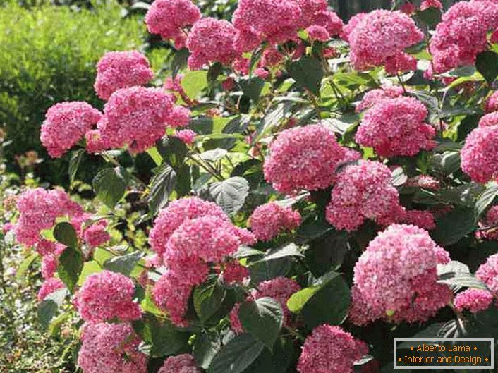 Jasné kvetenstvo hortenzie stromu podobnej svetlej ružovej farby.
