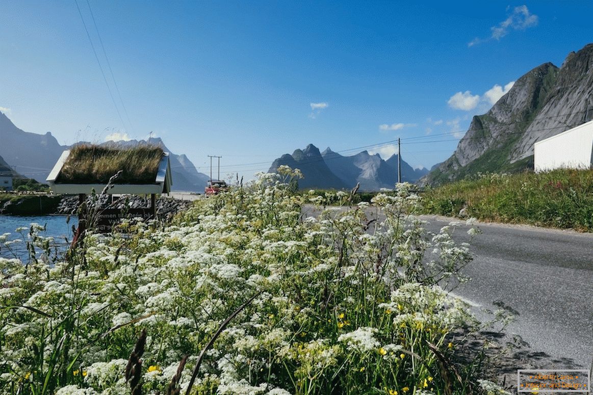 Krásne kvetinové polia v Nórsku