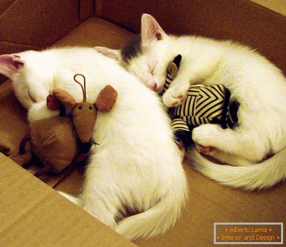 Dve spacie mačiatka v objatí s hračkami