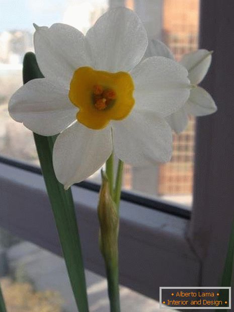 Kvetina Narcissa