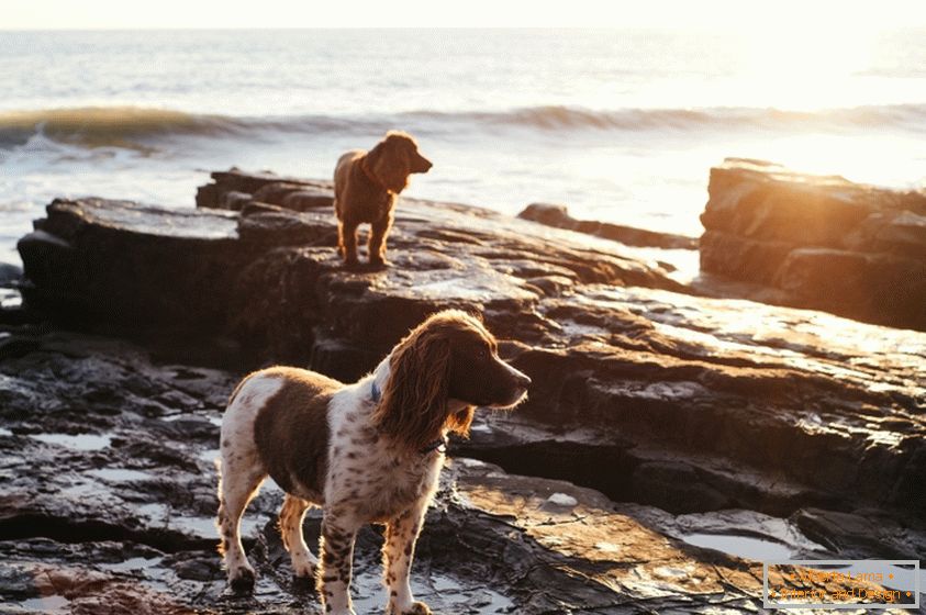 Psy na pobreží