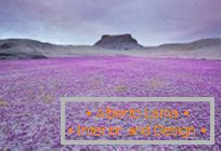 Púšte v Utahu explodovali vo farbách