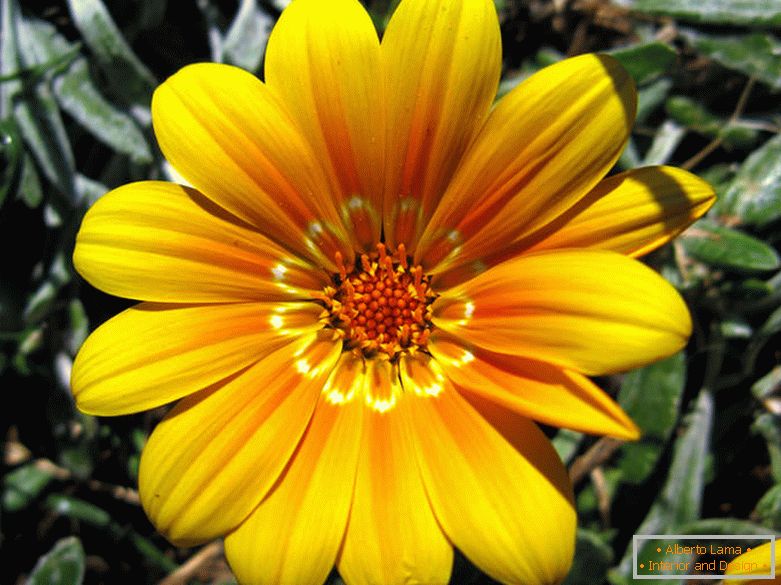 Jemný žltý kvet