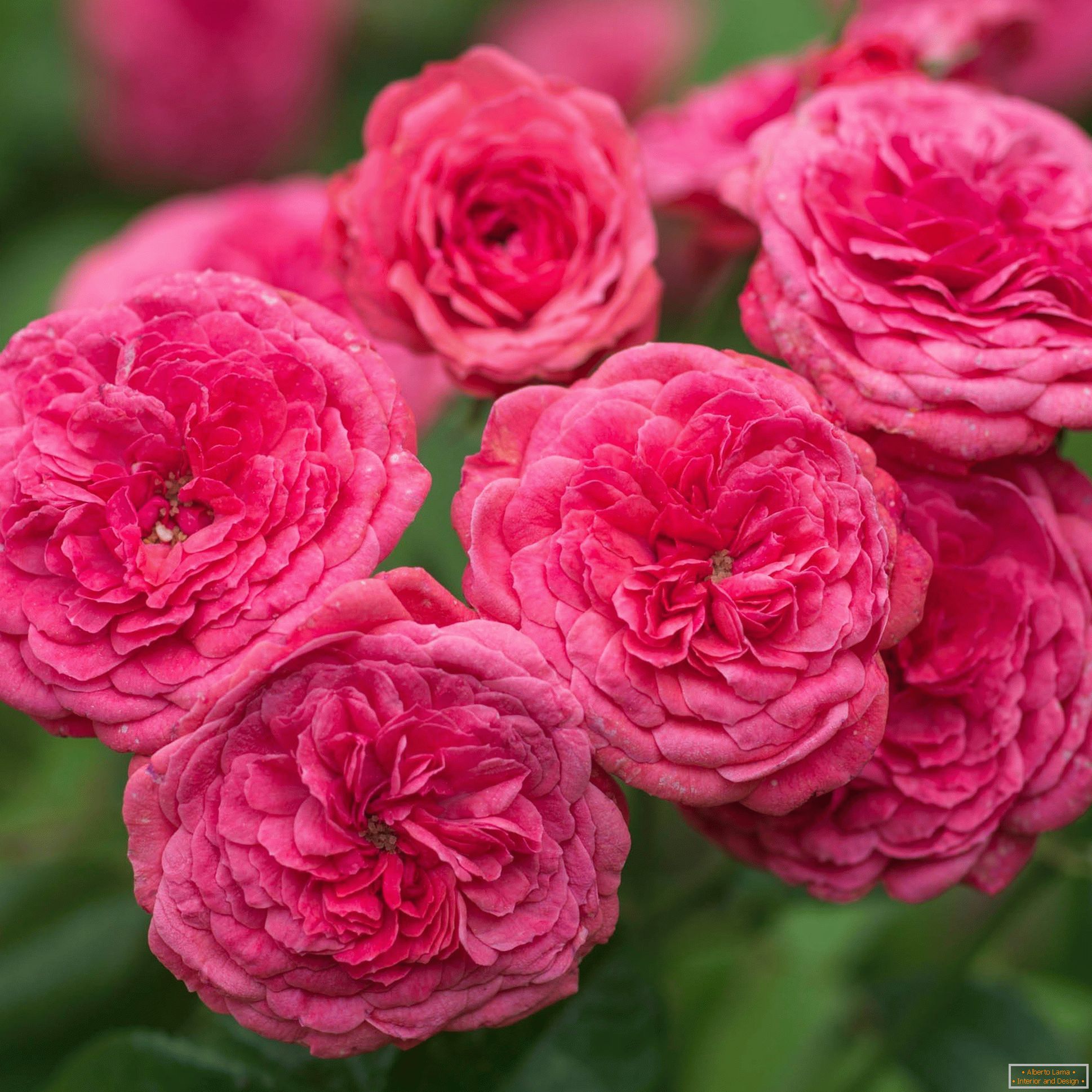 Jasné ružové dvojité ruže