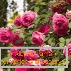 Kvitnúce krovovité krovité druhy ruží