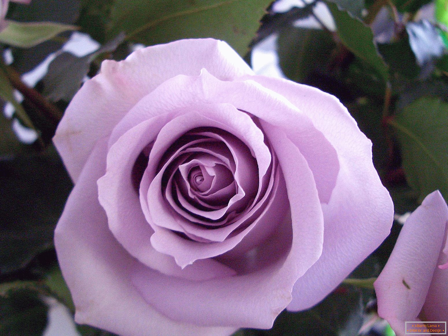 Rozmanitosť ruže fialová