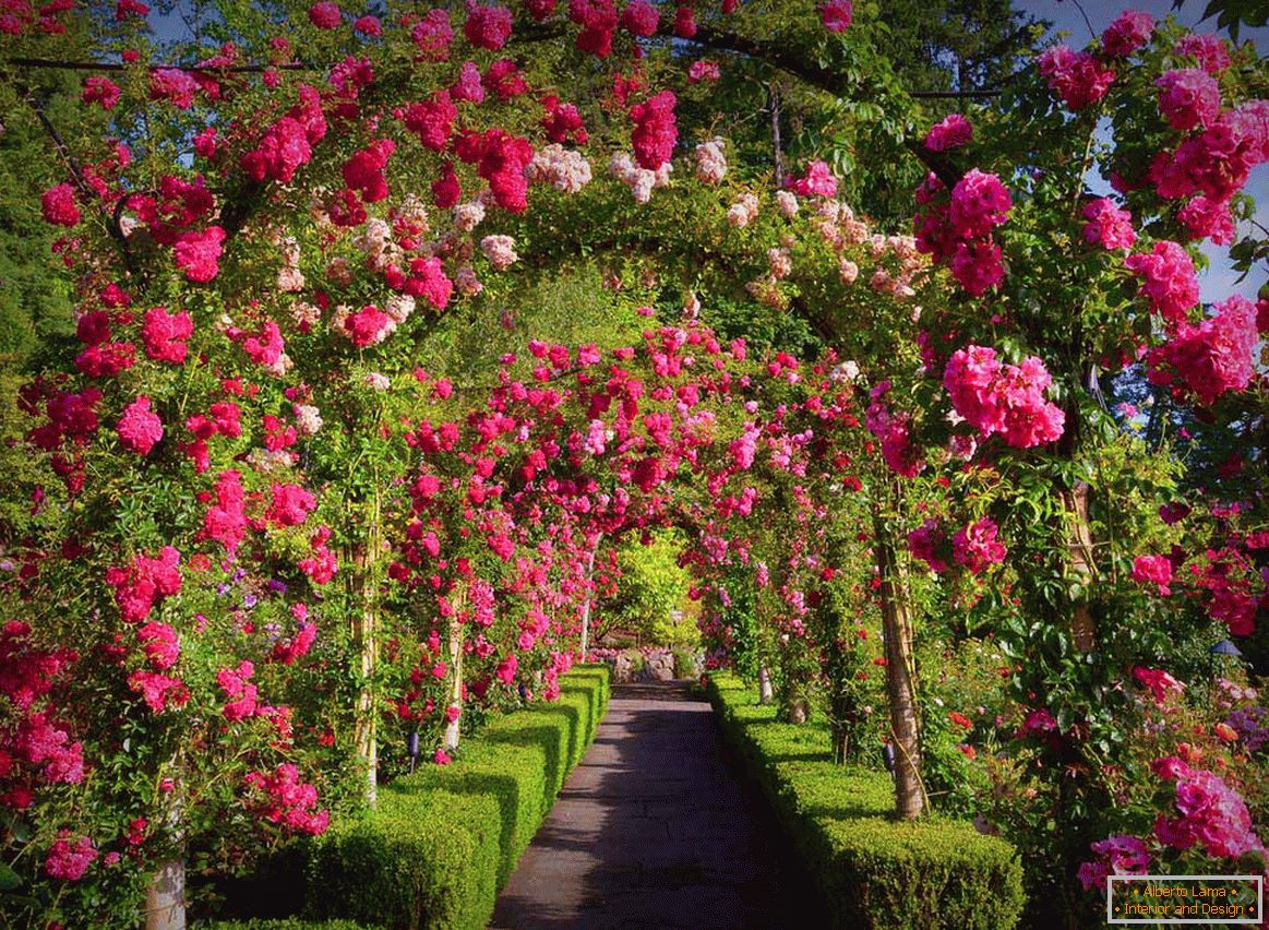 Ruže vo vertikálnom záhradníctve