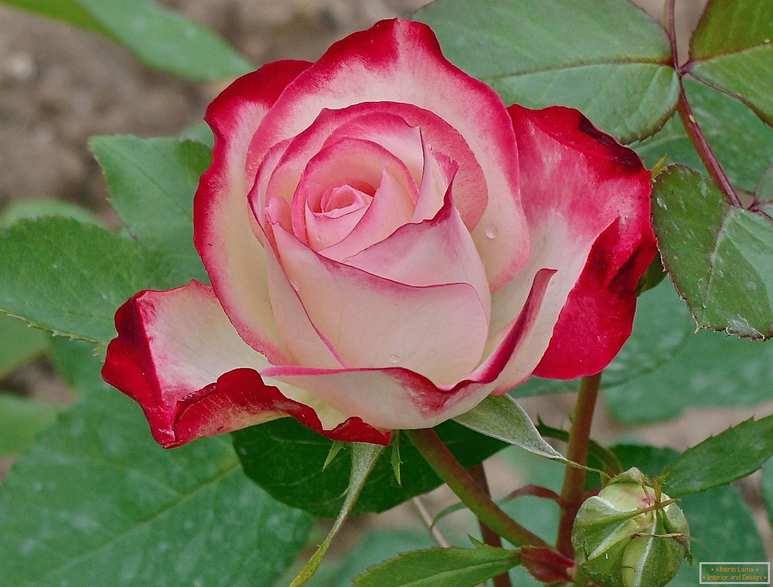 Červená a biela ruža