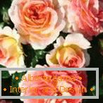 Jemné broskyňové ruže