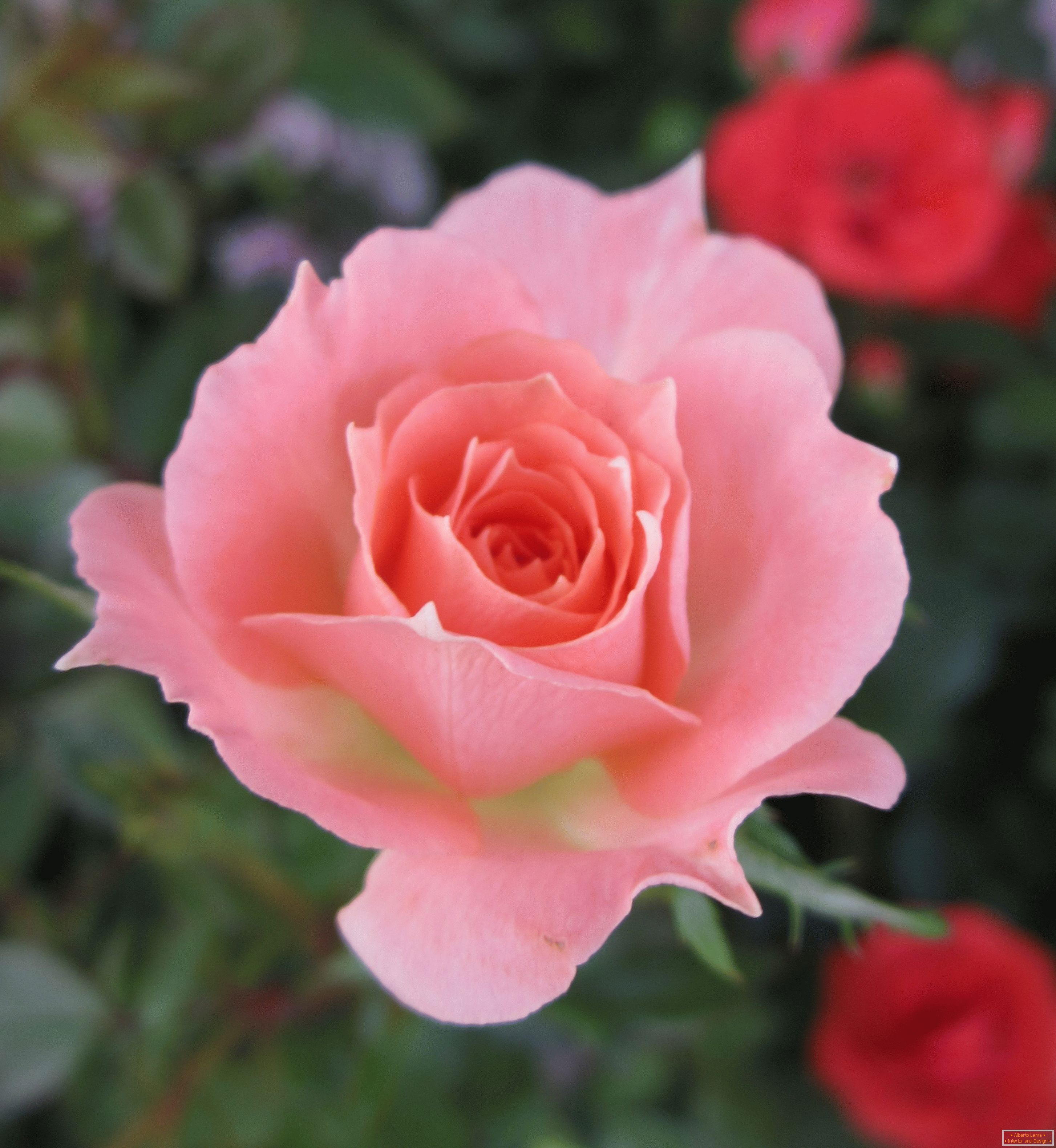 Ruža s ružovým odtieňom v prostredí červených kvetov