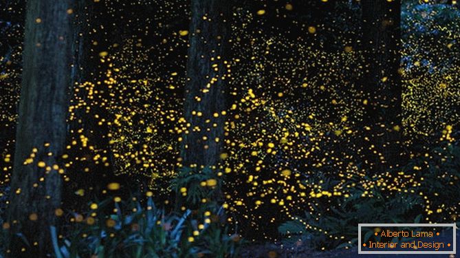 Báječné zlaté svetlice od japonského fotografa Yuki Karo