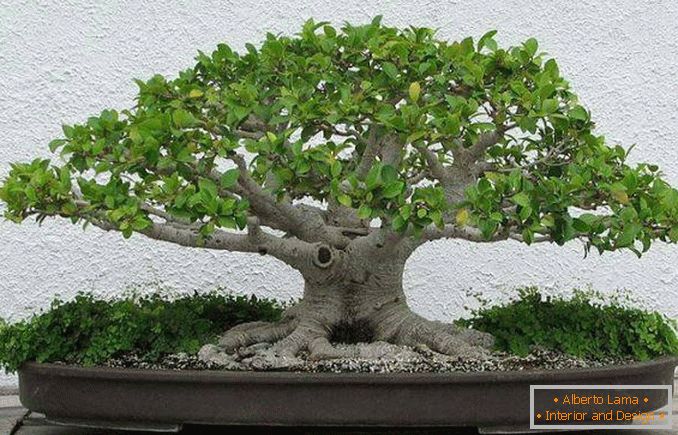 bonsai