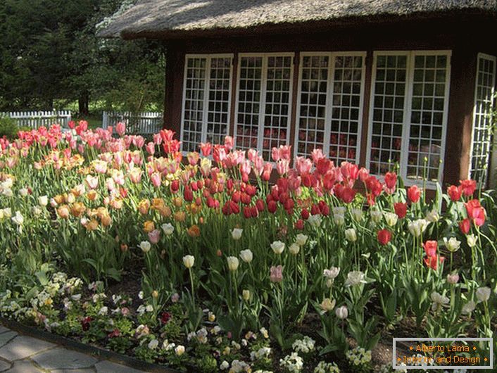 Tulipány na nádvorí domu