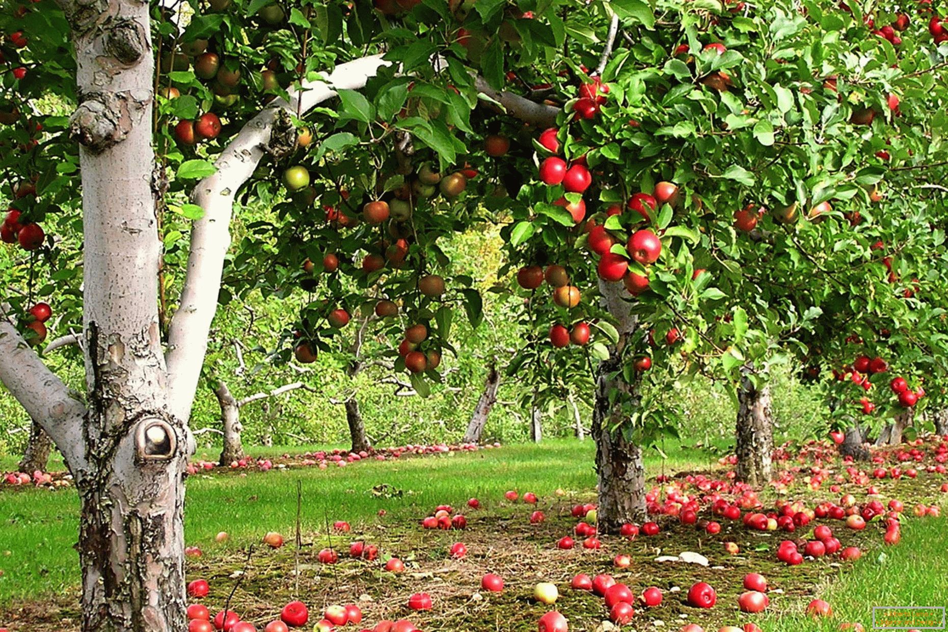 Apple-strom záhrada v krajine