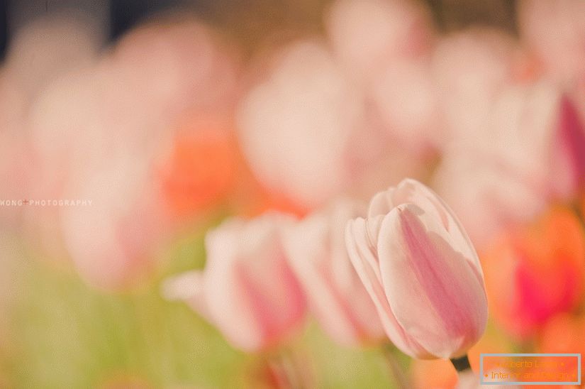 Jemná fotka tulipánov