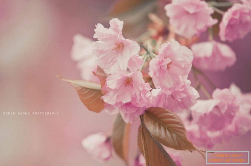 Kvetinové fotky Ernie Kwong