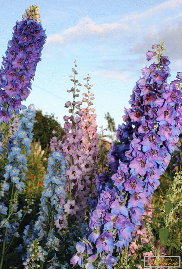 Wild Delphinium