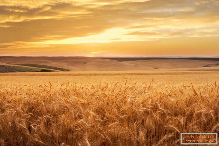 Zlatá pšeničná pole od fotografa Brenta Elsberrya