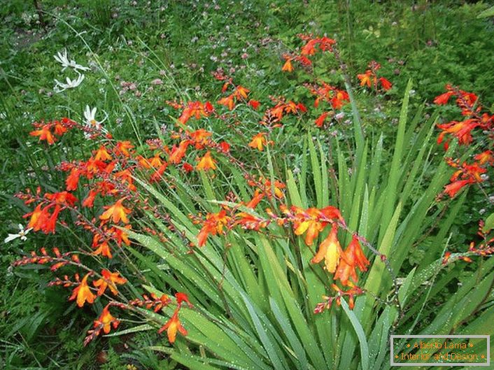 Japonský gladiolus vyžaduje zavlažovanie raz týždenne počas vegetačného obdobia a čisté uvoľňovanie pôdy.